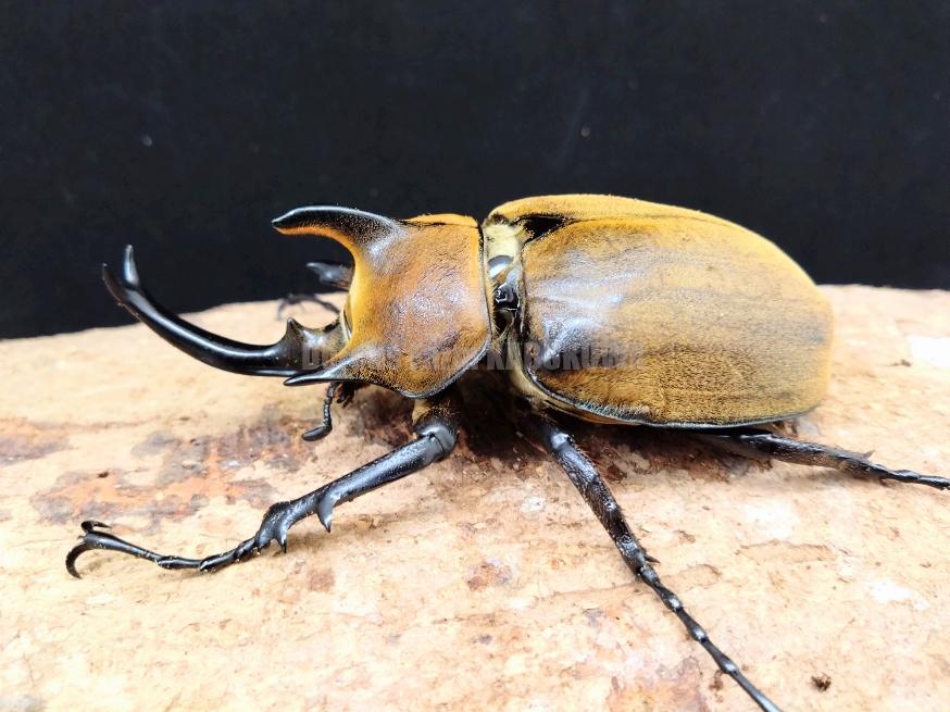 ゾウカブト成虫 | Dorcusfarm