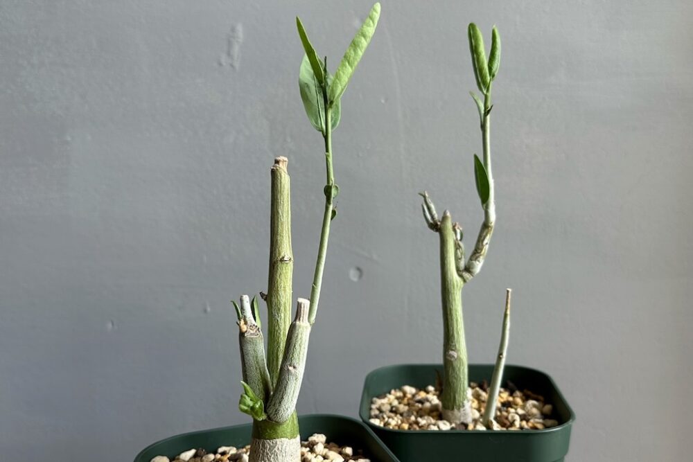 稀少なコーデックスを挿し木で楽しむ「アデニア・ペチェリー」 | Dig