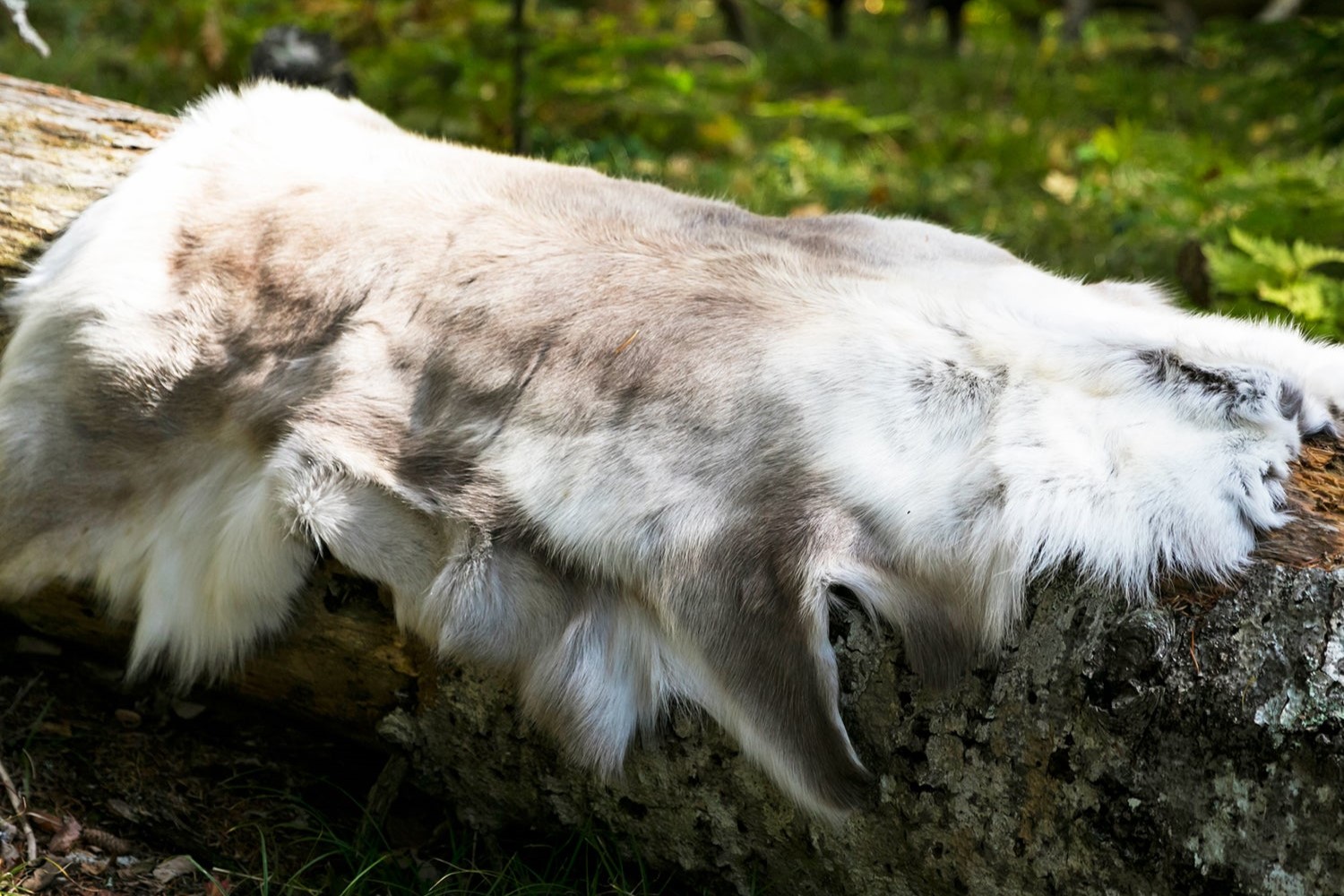 インテリアに北欧の貴重なトナカイファーのラグを。「UNBY STORE」で