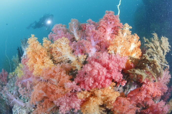クラゲもソフトコーラルも◎！ | DIVE愛南