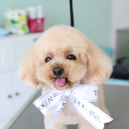 トイプードルのアイスクリームのような可愛いテディベアカット | 浜松