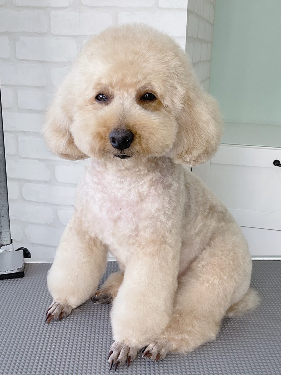 トイプードルのふわっふわキュートなテディベアカット | 浜松市の