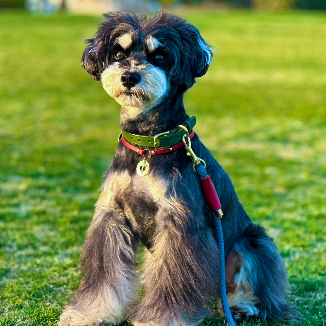 迷子札の為のチョーカー The Dog Choker – dog label Kobe