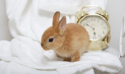 松山でうさぎを買うなら「花うさぎ」！