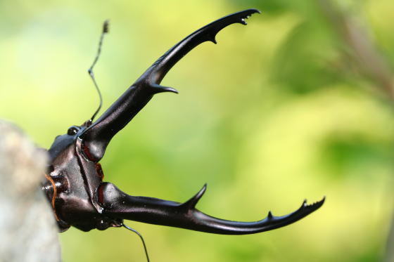 インペラトールホソアカクワガタ｜ドルクスダンケ