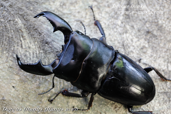 ブリード】アチェ産 スマトラオオヒラタクワガタ｜ドルクスダンケ
