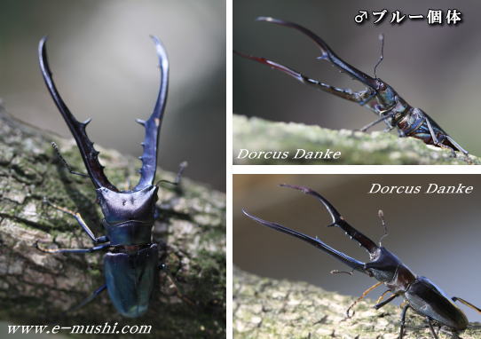 ペレン産メタリフェルホソアカクワガタ｜ドルクスダンケ