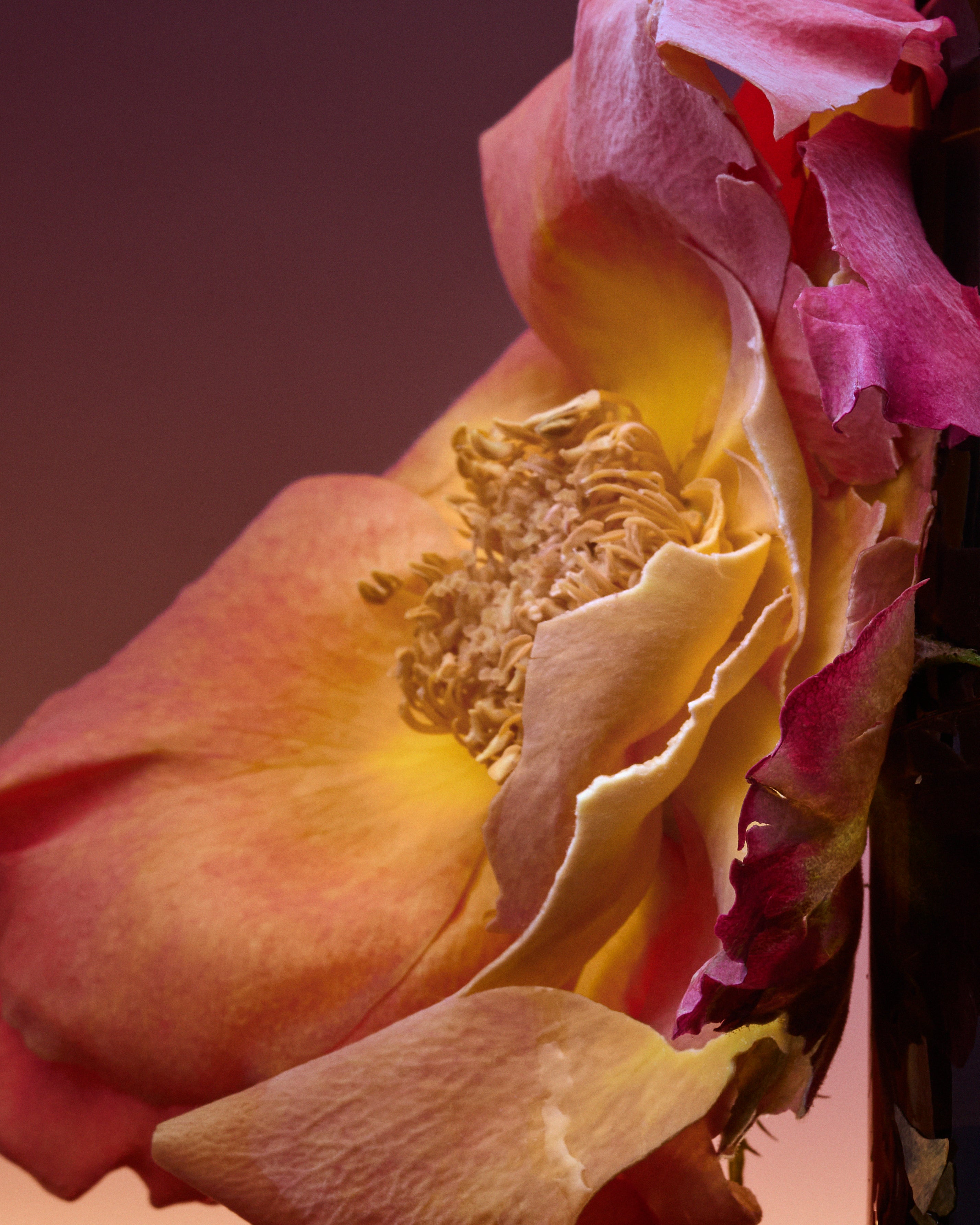 Rose blaze ボディフレグランス - ドルセー ジャパン (d'Orsay Japan