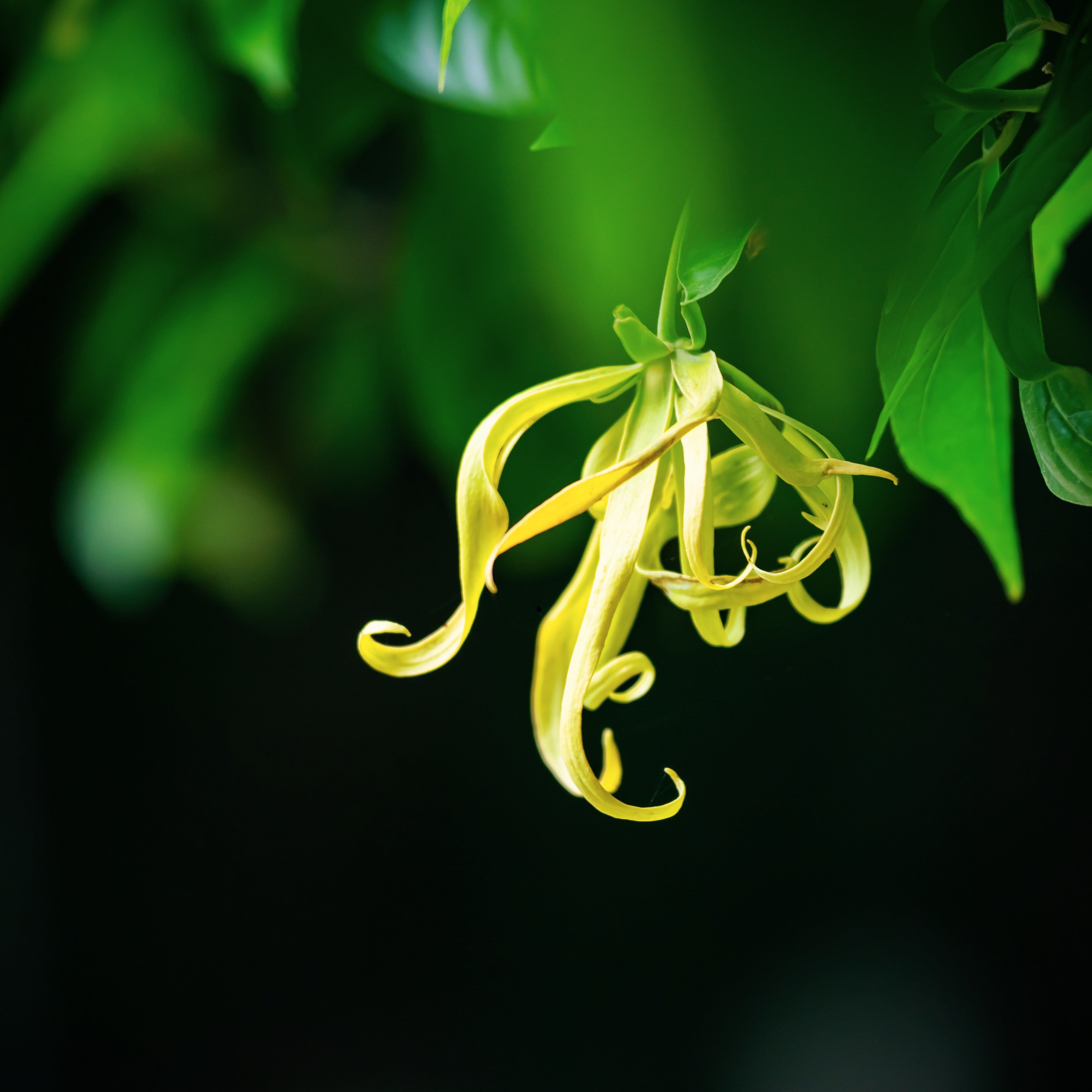 Flower Lust ボディフレグランス - ドルセー ジャパン (d'Orsay Japan