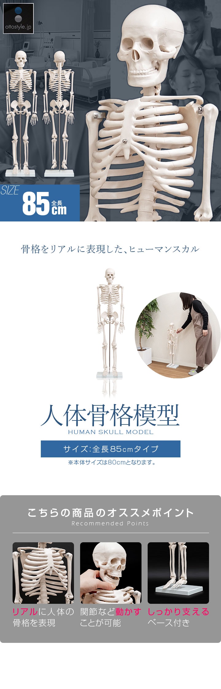 dショッピング |人体模型 骨格模型 身長約85cm 1/2モデル 縮尺 展示