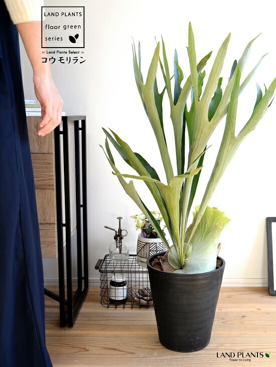 dショッピング |コウモリラン（立性） 8号 セラアート鉢 黒色