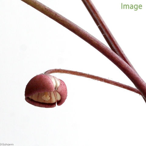 dショッピング |（山野草）フタバアオイ（二葉葵） 3号（1ポット