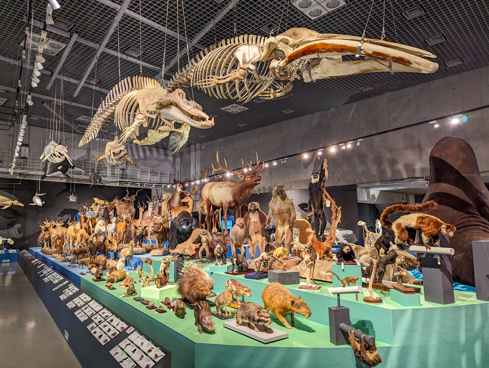 わけてつなげて、次の世代へ 「大哺乳類展3」を一足先に体験してきた