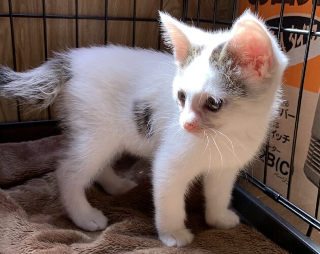 里親決定 猫 - 東京・神奈川・千葉・埼玉 - 白三毛子猫（オス