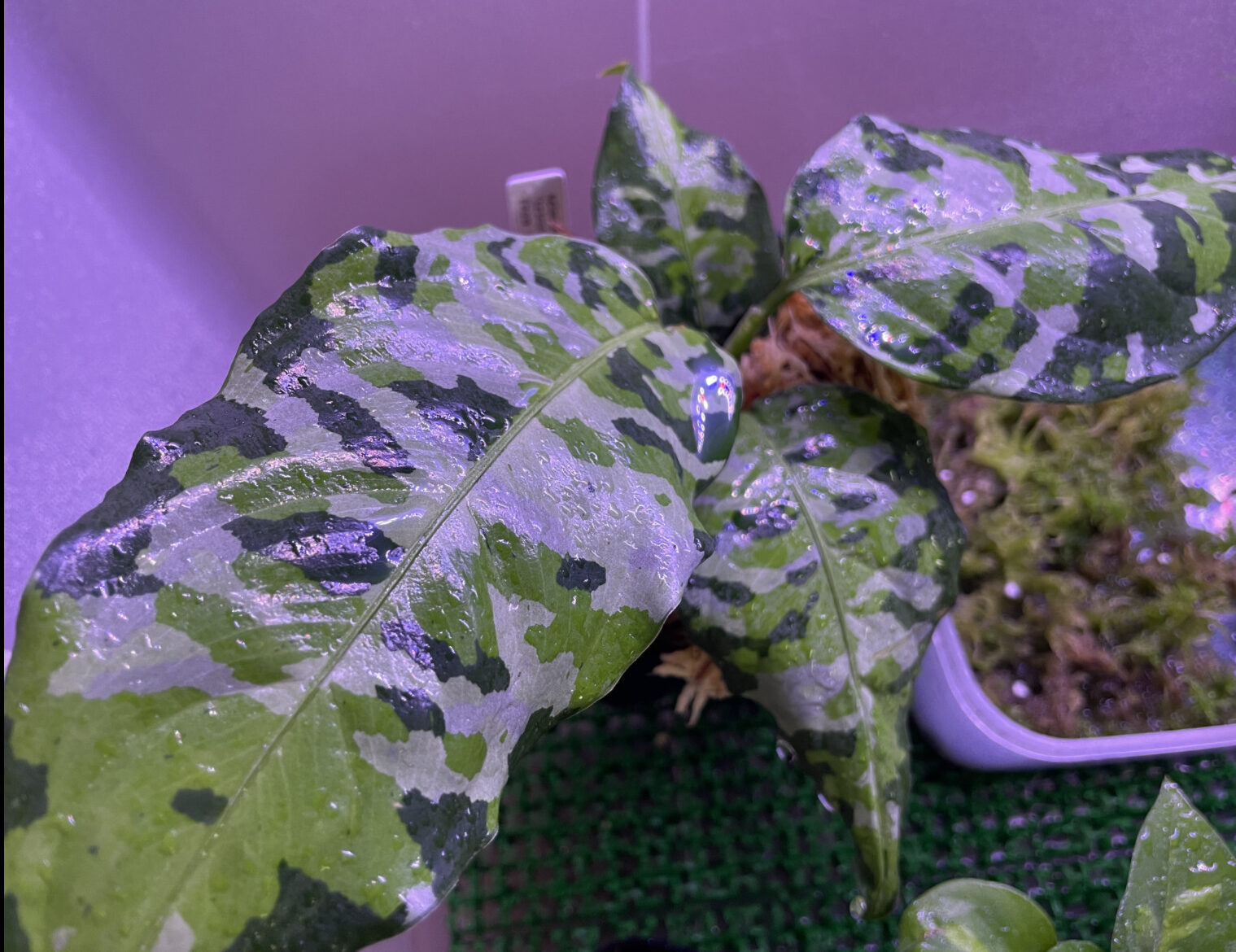 アグラオネマアンダマンに1番おすすめの用土は？育て方も解説！ | D