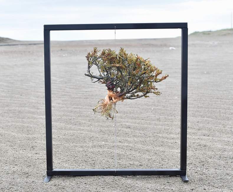 ドライ盆栽【真柏】 DRY BONSAI | DRY BONSAI｜ドライ盆栽｜枯れ盆栽