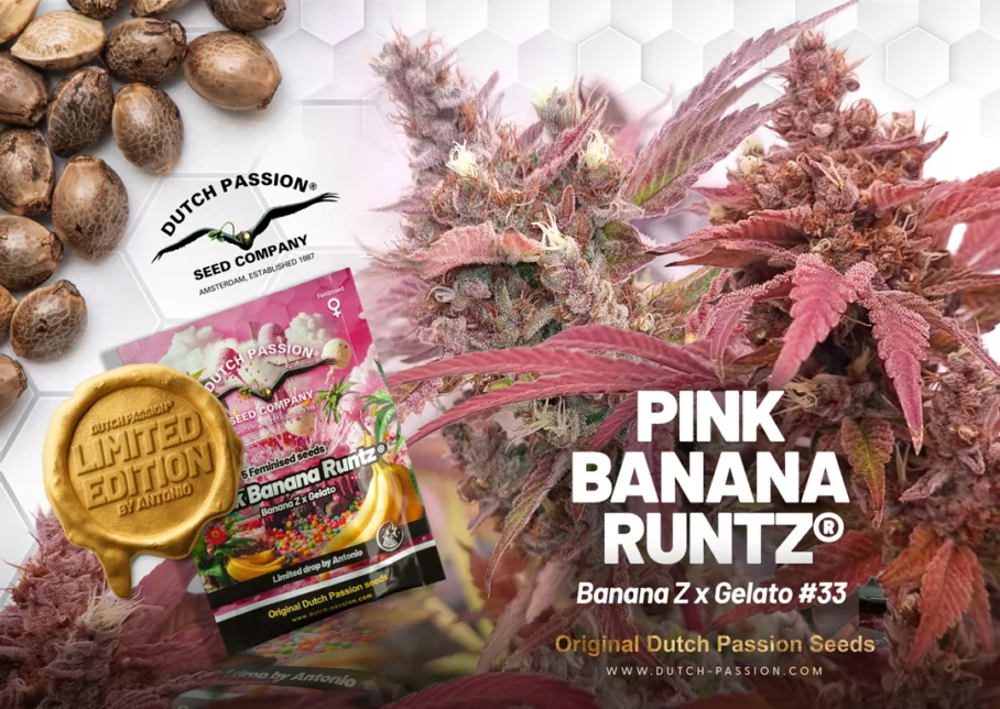 Pink Banana Runtz Expert Test Grow Report | Dutch Passion
