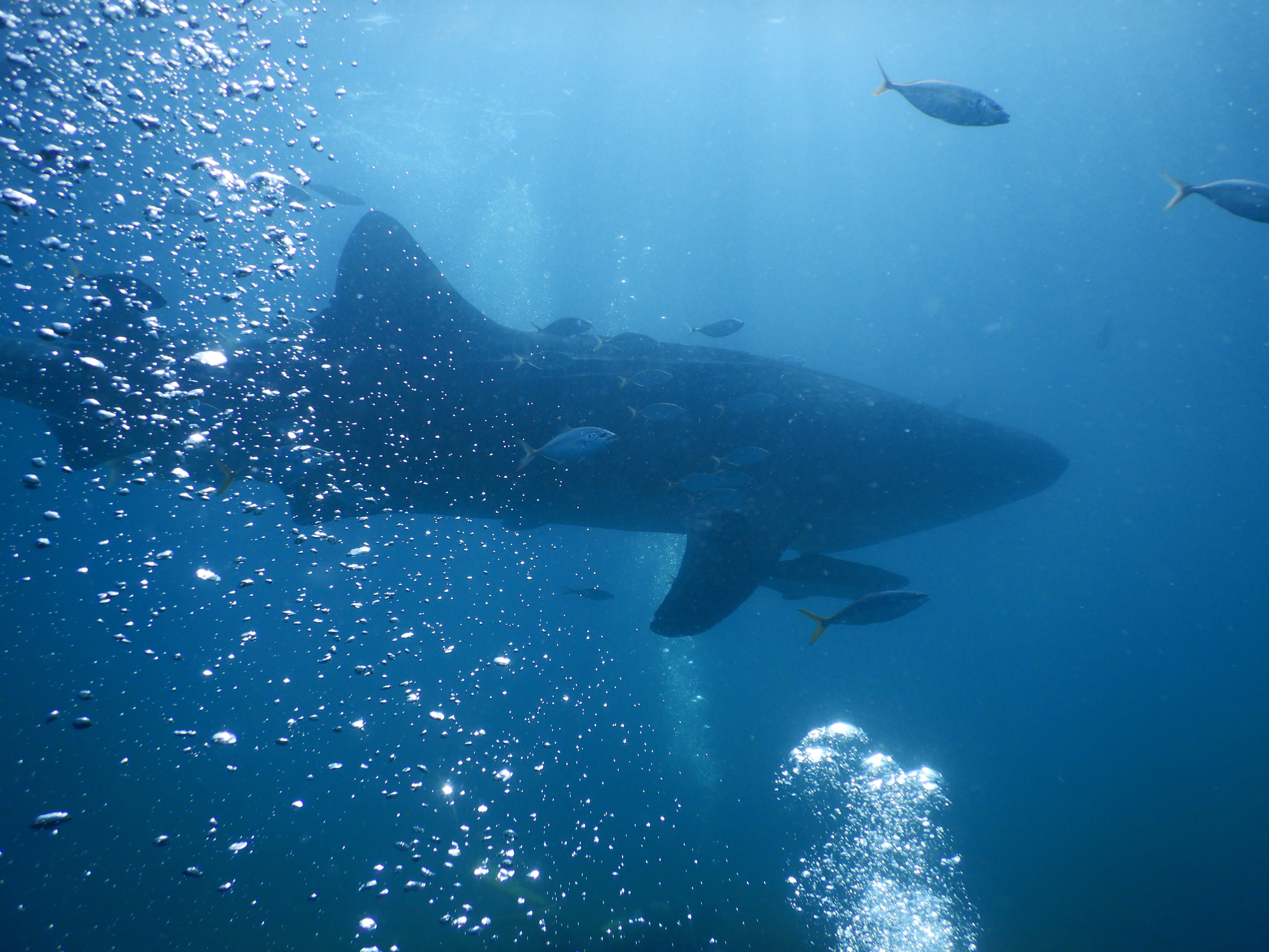 2026年 波左間海中公園 - 出発前に知っておくべきことすべて