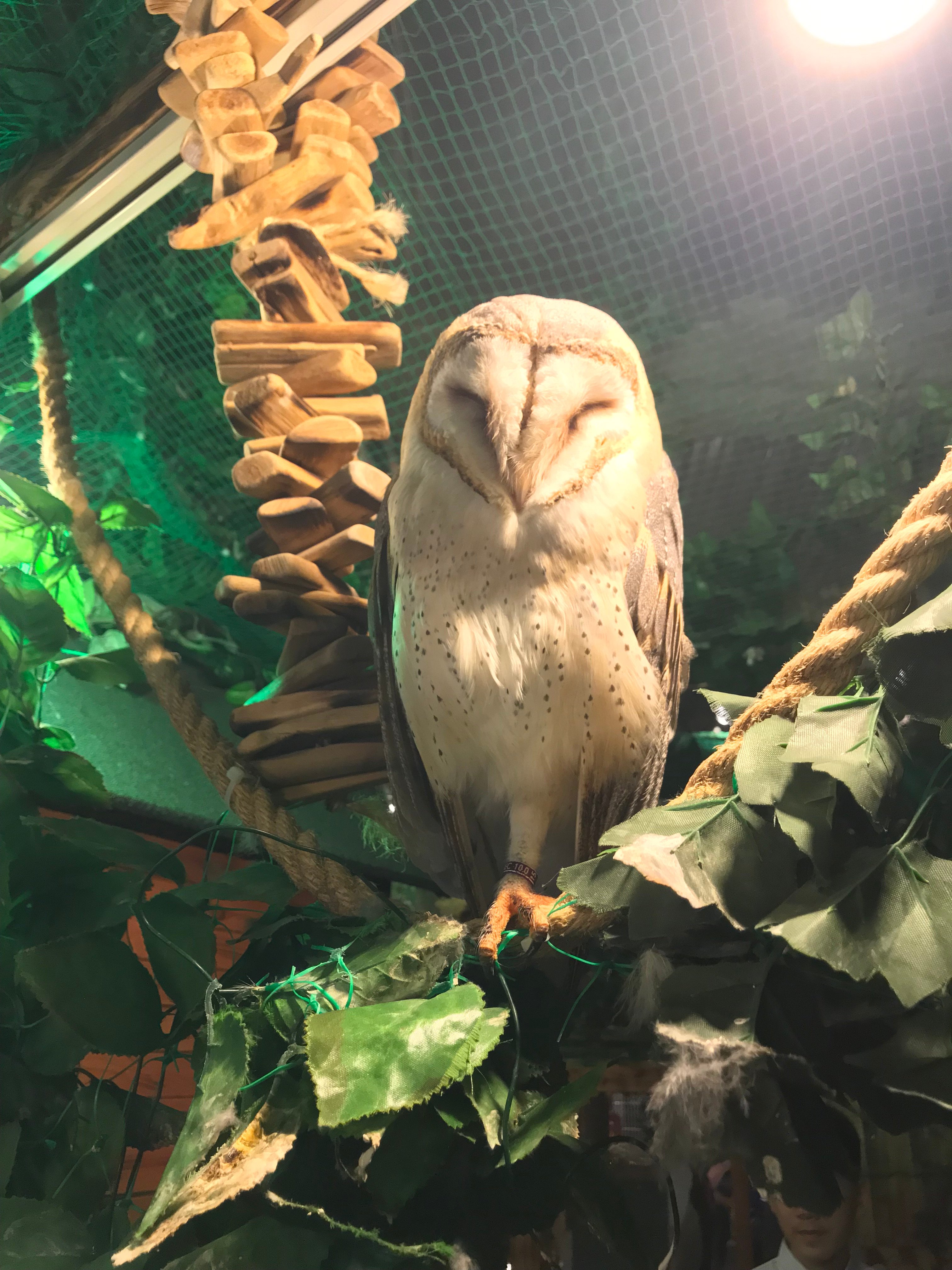 Owl no Mori Asakusa Shinnakamisedori (2026) - All You MUST Know