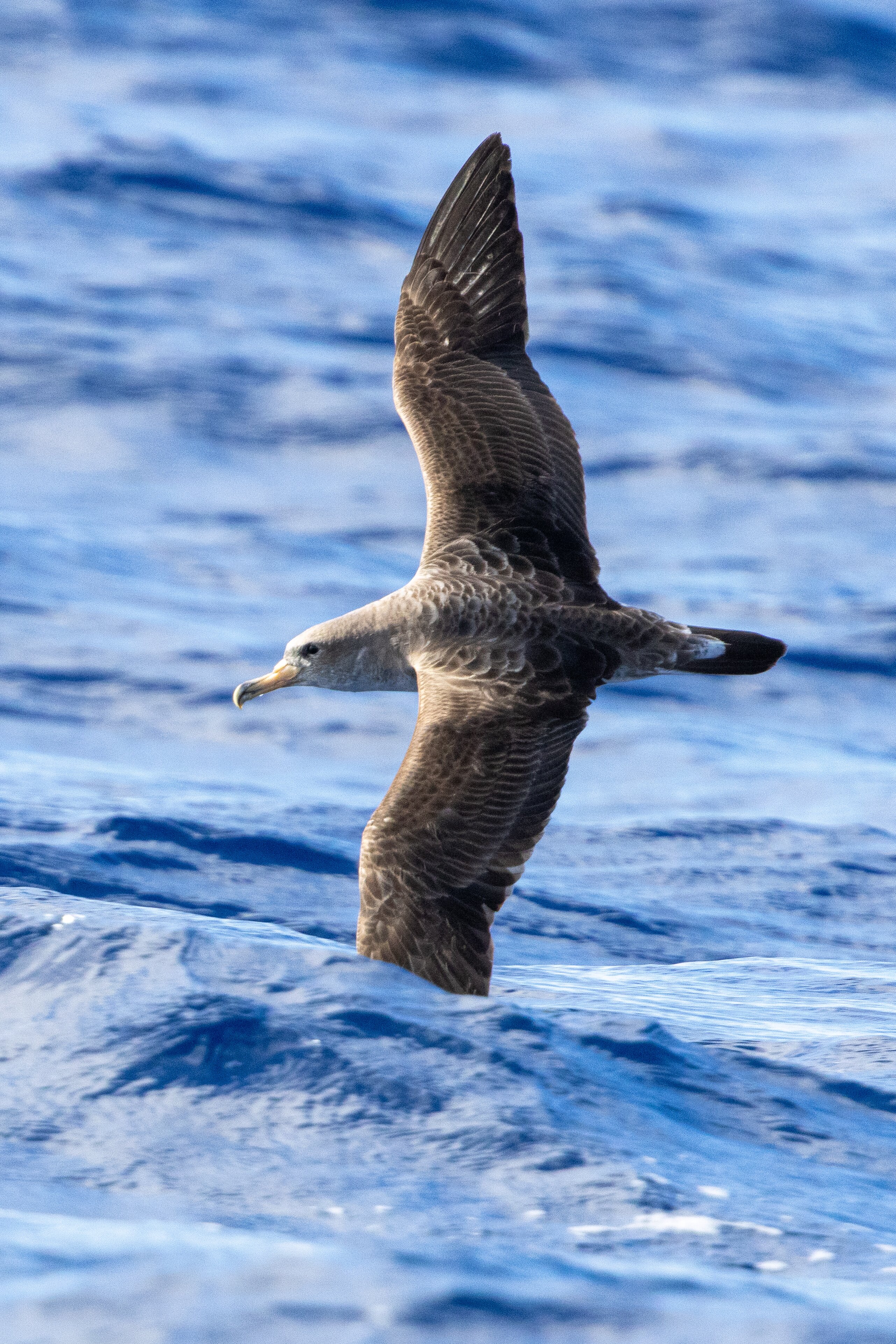 Madeira Wind Birds (2026) - All You MUST Know Before You Go (w