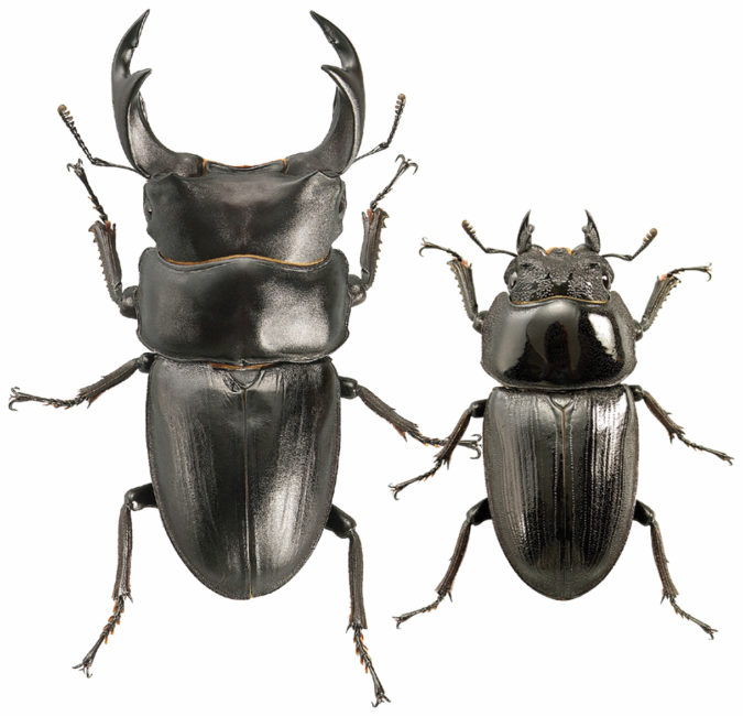 オオクワガタ - 株式会社ミタニ