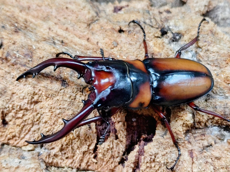 国産外国産カブトムシ・クワガタムシ等昆虫専門店カラーズ