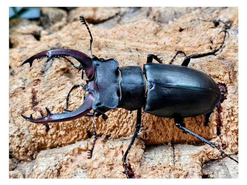 ユダイクスミヤマクワガタ – クワガタムシ・カブトムシ昆虫専門店COLORS