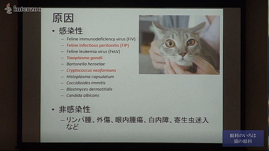 眼科検査、出来てますか? ～眼科のいろは～｜ETV Store