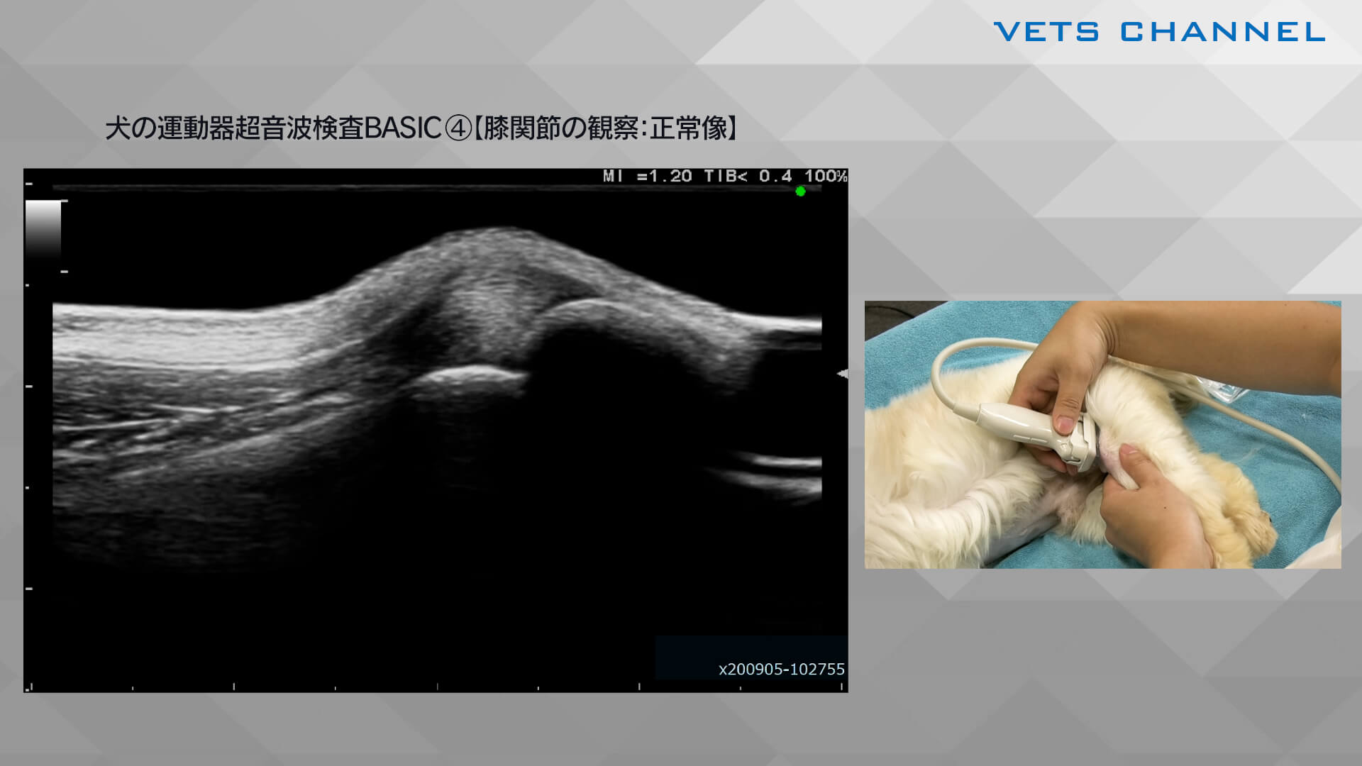 犬の運動器超音波検査BASIC④【膝関節の観察：正常像】｜VETS CHANNEL