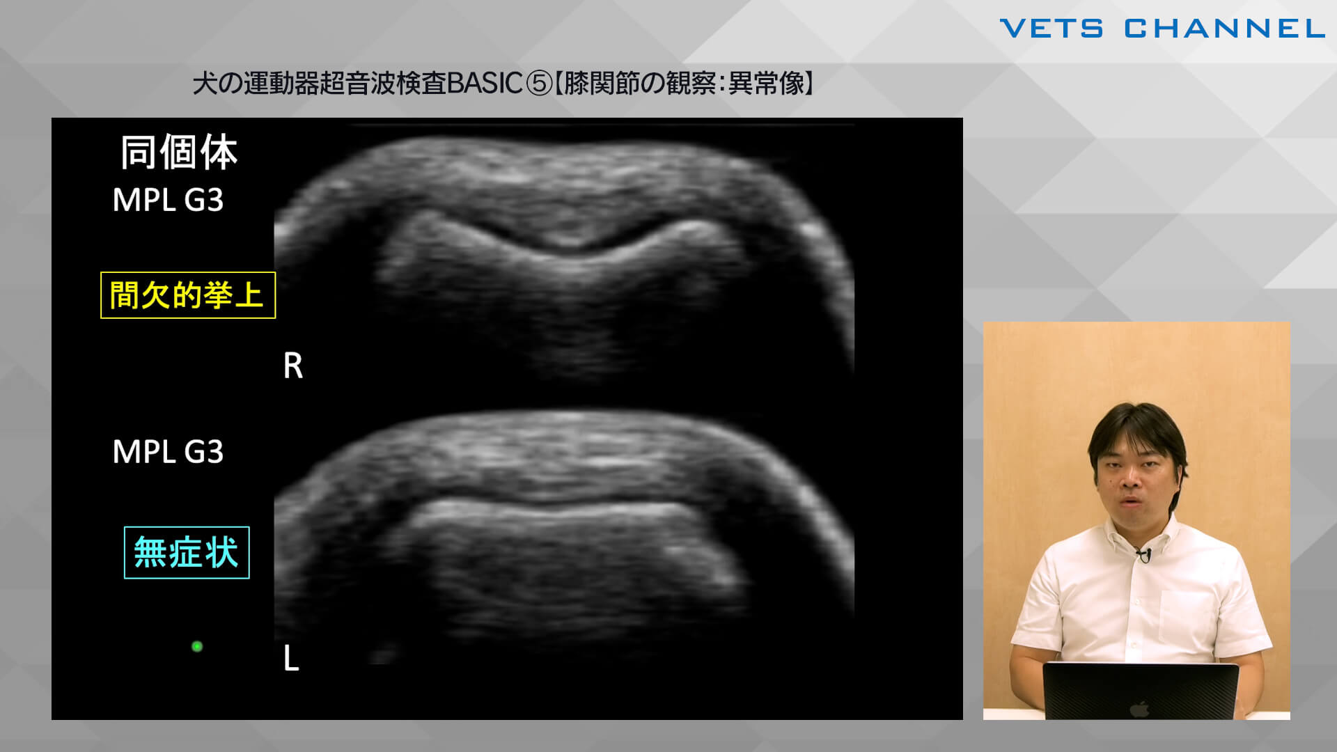 犬の運動器超音波検査BASIC⑤【膝関節の観察：異常像】｜VETS CHANNEL
