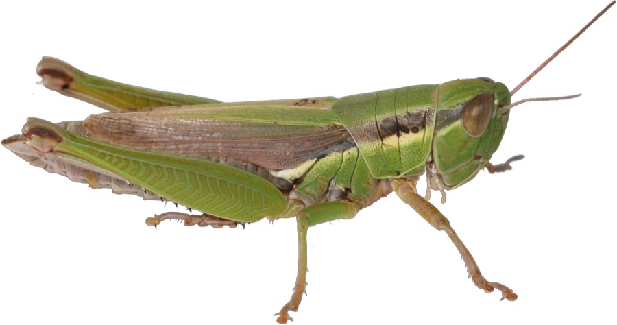 ばった・きりぎりす・こおろぎ【むしみつけたよ〜園児たちのむし図鑑