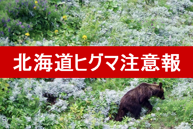 ヒグマ出没情報】江別市西野幌418番地でクマの足跡を発見（2023年8月29