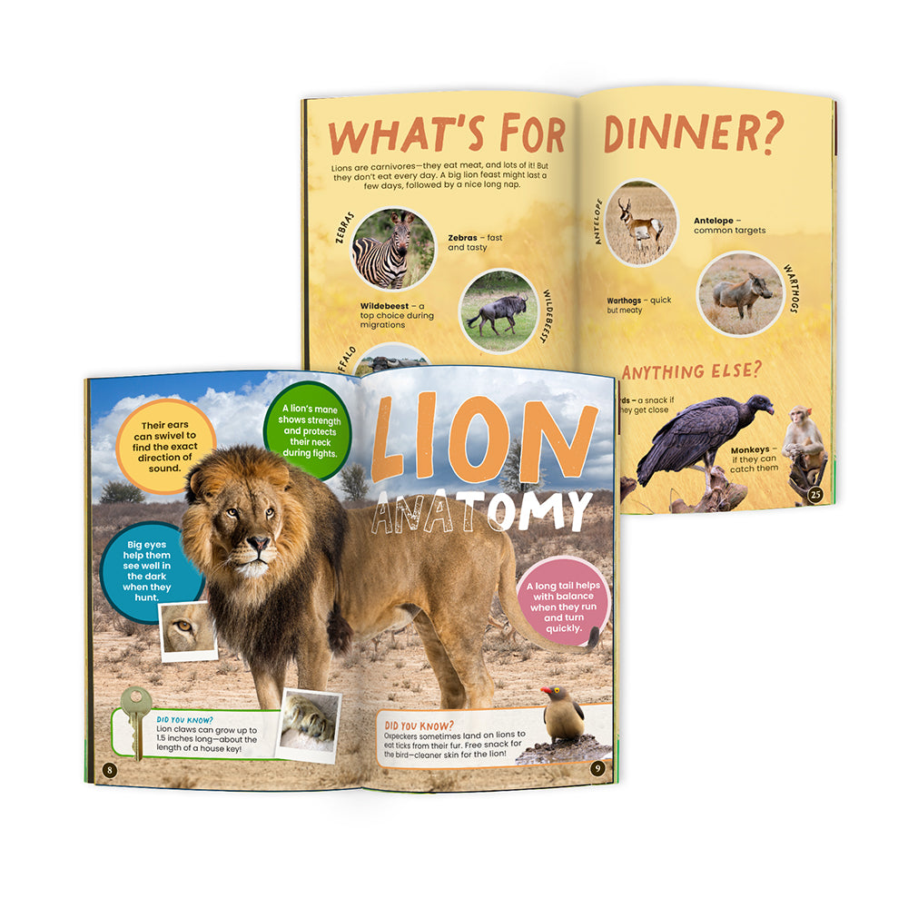 Lion Conservationist Box (Age 9-12) – edZOOcation