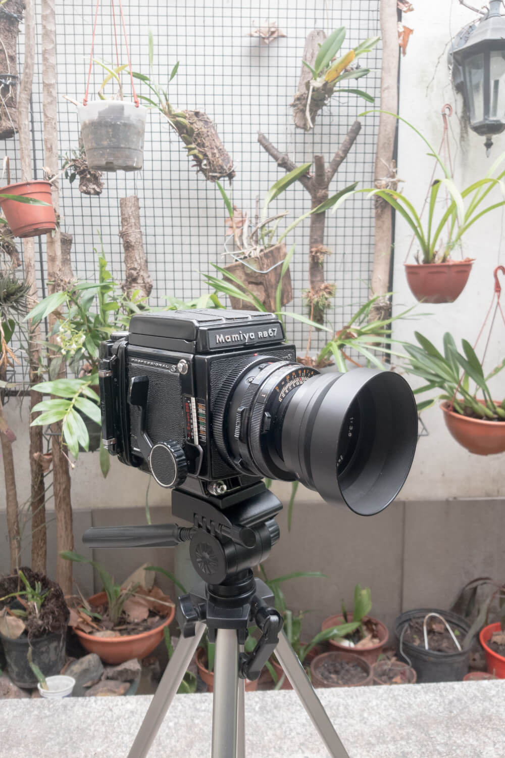 My first roll On the cheapest (probably) Mamiya RB67 Pro S ever