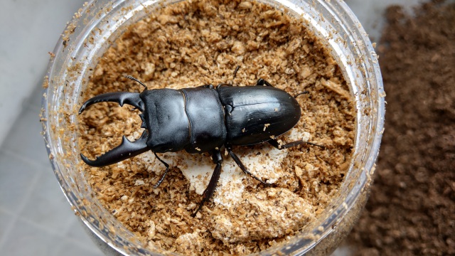 クワガタの沼にハマった男たちの生態を描いた本『クワバカ』