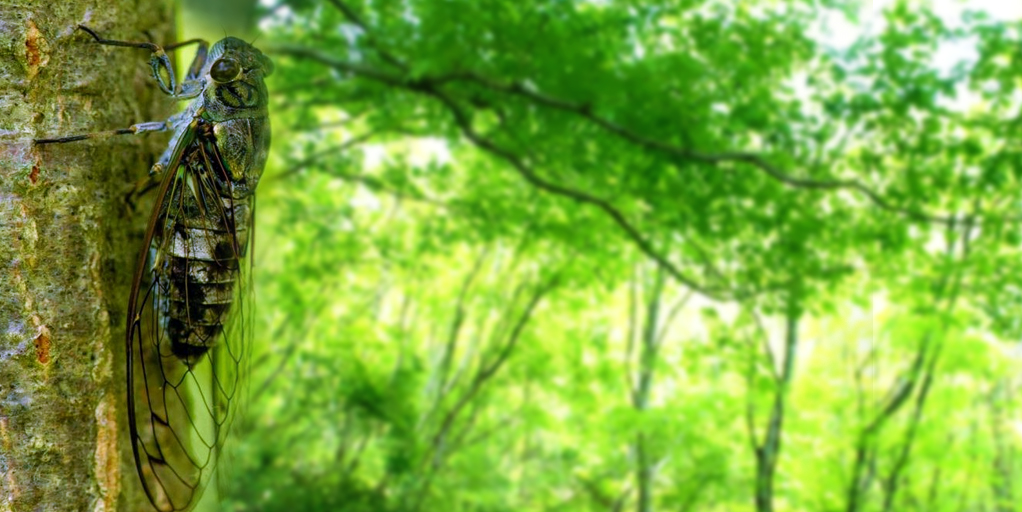 虫 - 効果音一覧｜無料効果音素材配信：エスフェクツ