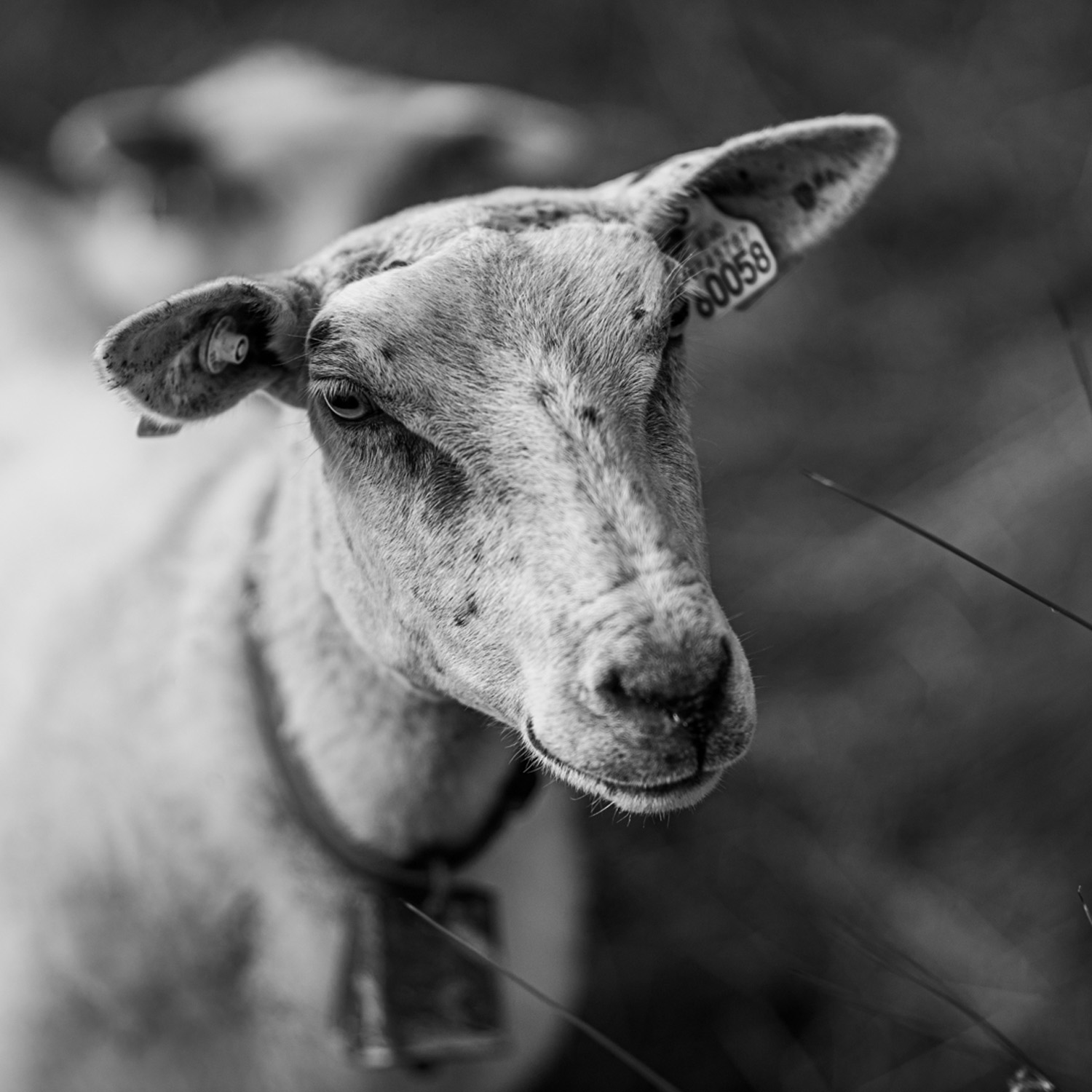 KO-140M 140mm f/1.8 (Sold) - Espen Susort