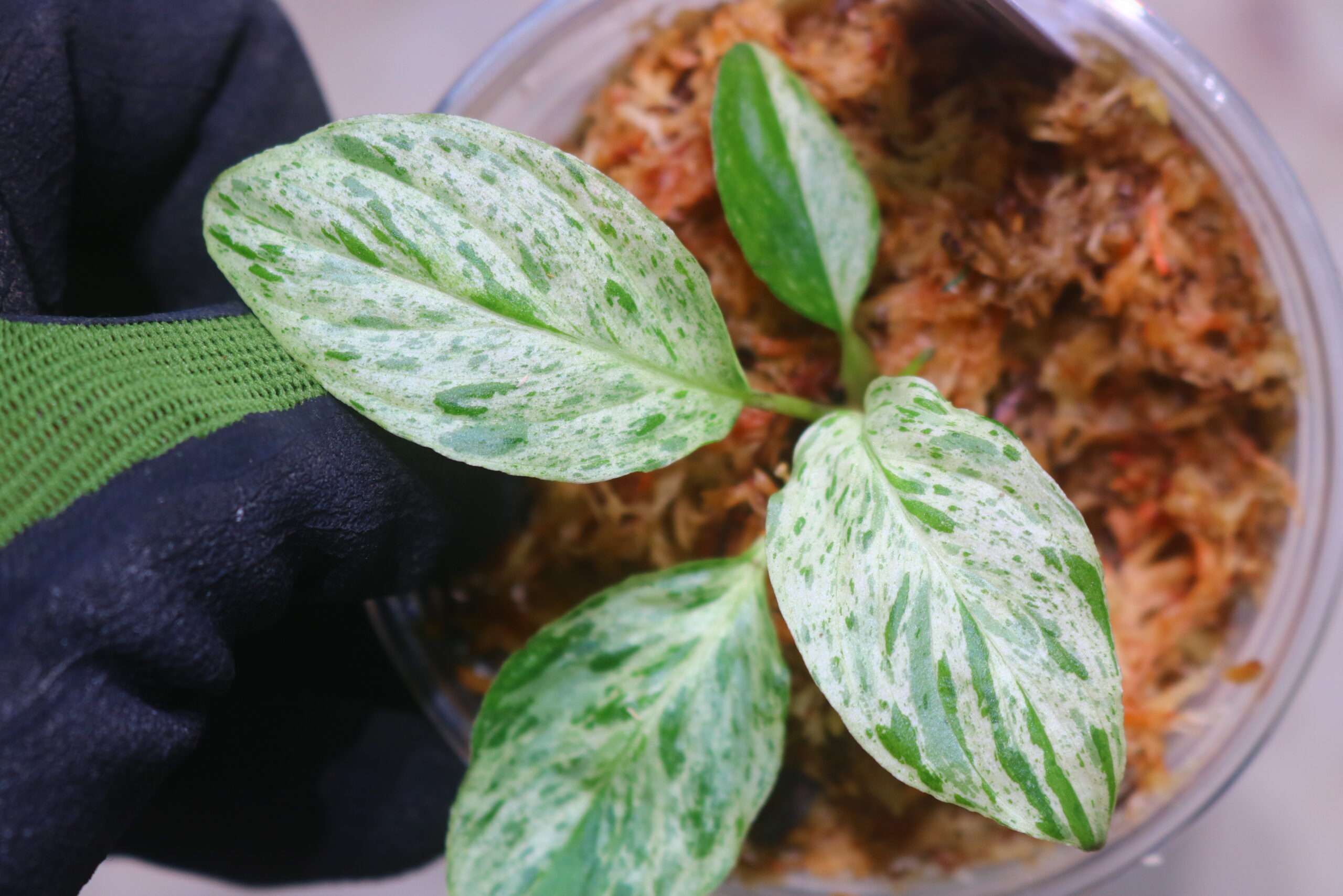 TGK-r50827lh-/ホマロメナ斑入り/Homalomena sp. 'Mint Variegated