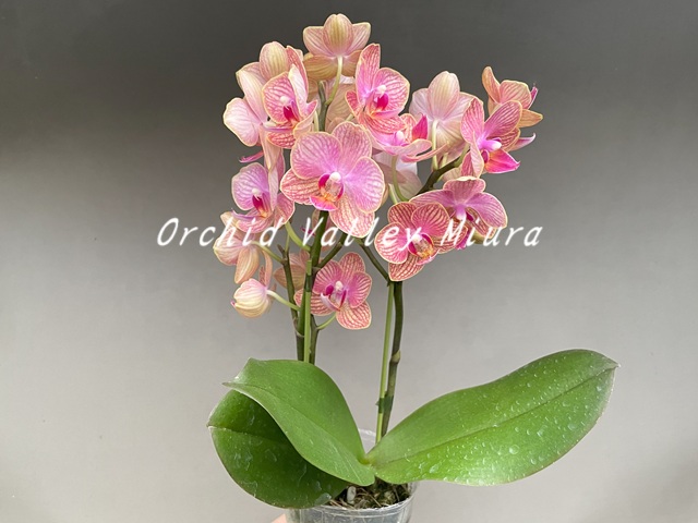胡蝶蘭系② - オーキッドバレーミウラ