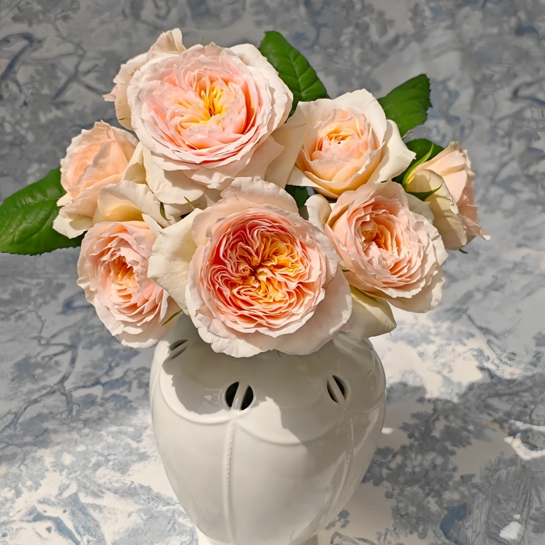 Climbing Juliet.HANXIAN Rose-涵仙｜Chinese Climbing Rose