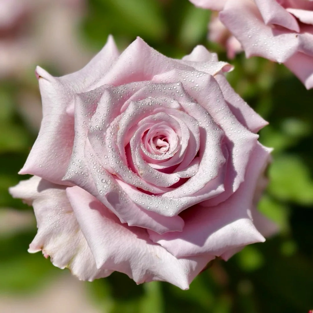 Lady Raphaela Rose-珍珠项链 | Germany Cut Roses – Ergongzy Roses