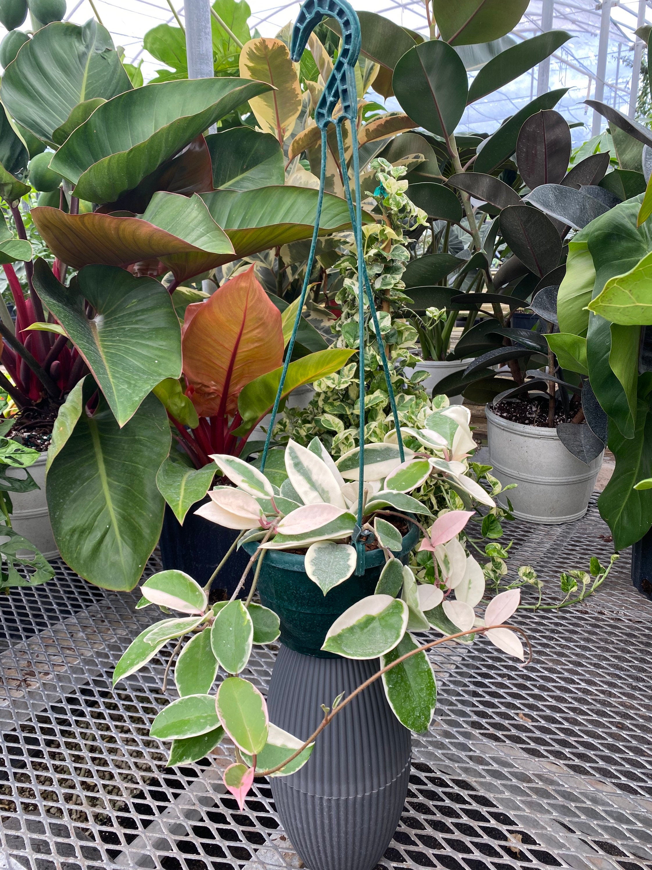 Hoya Krimson Queen in Hanging Basket | Eureka Farms