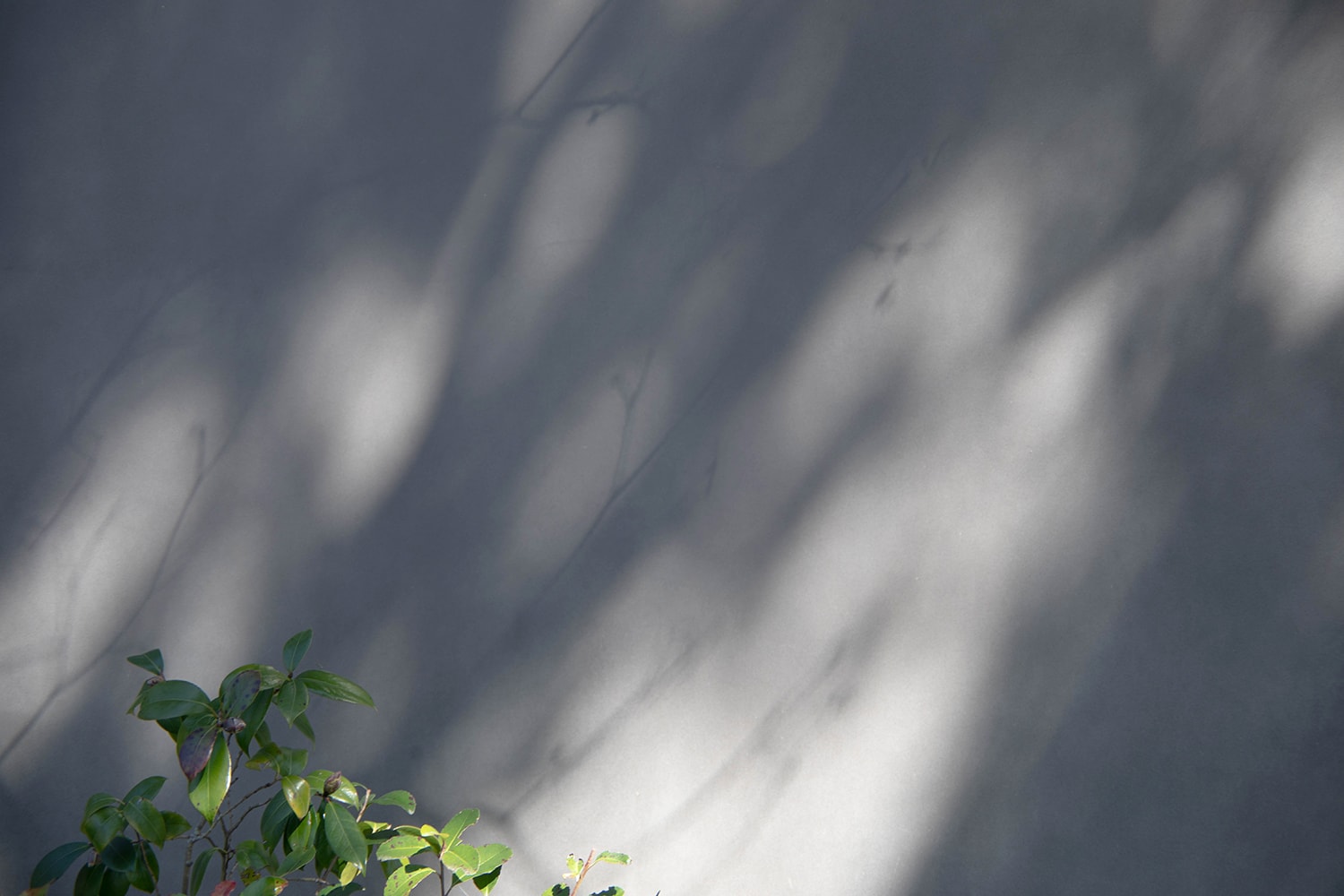 evam eva × haruka nakamura 「星ひとつのぼりて」 | evam eva