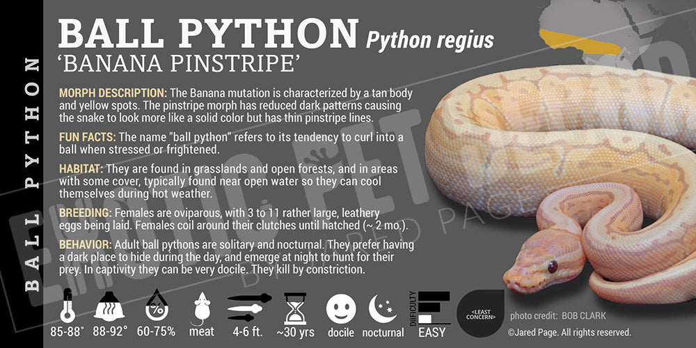 Python regius 'Ball' Python Cards and Enclosure Labels – Exotic
