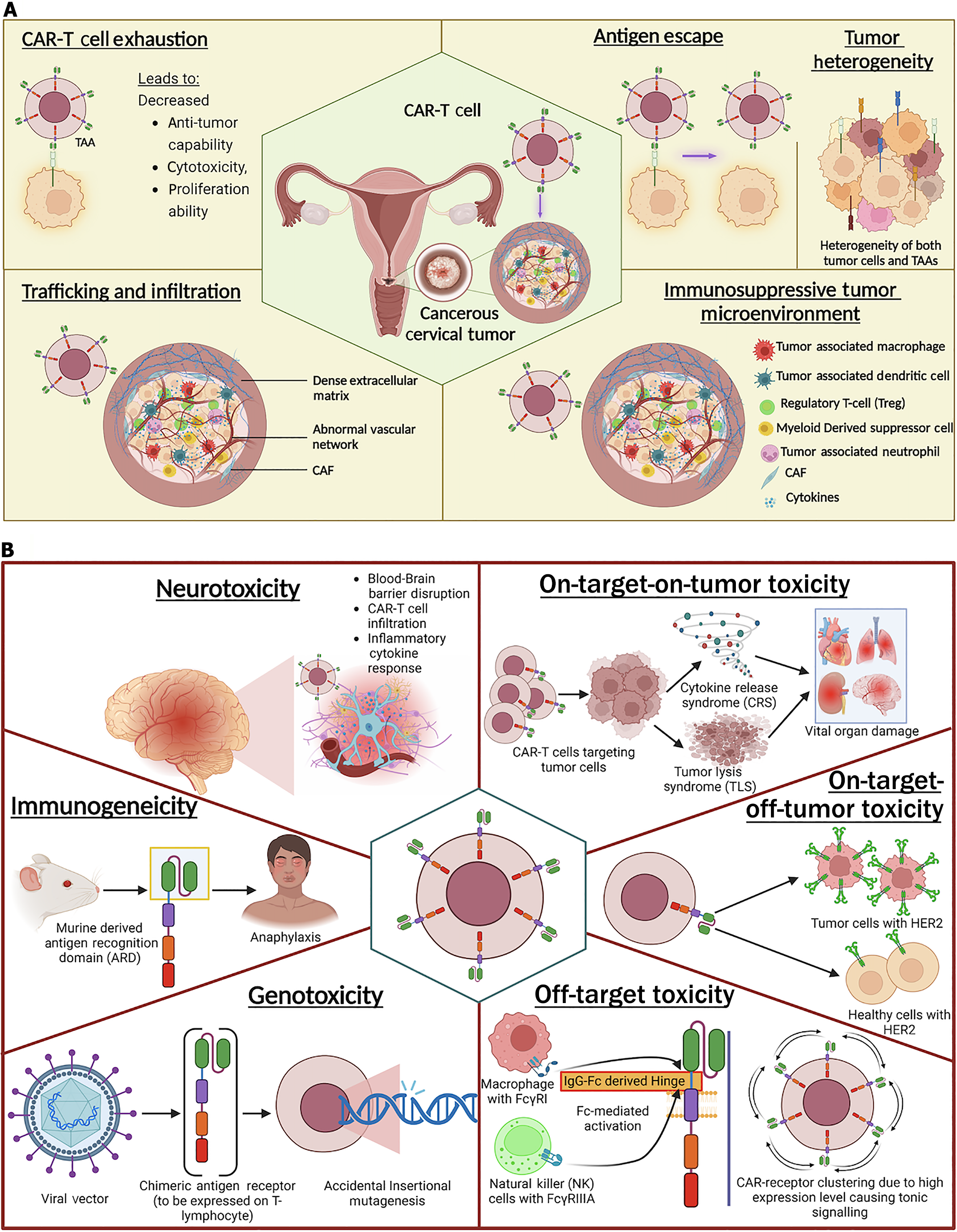 Chimeric antigen receptor T cell therapy: Revolutionizing cancer
