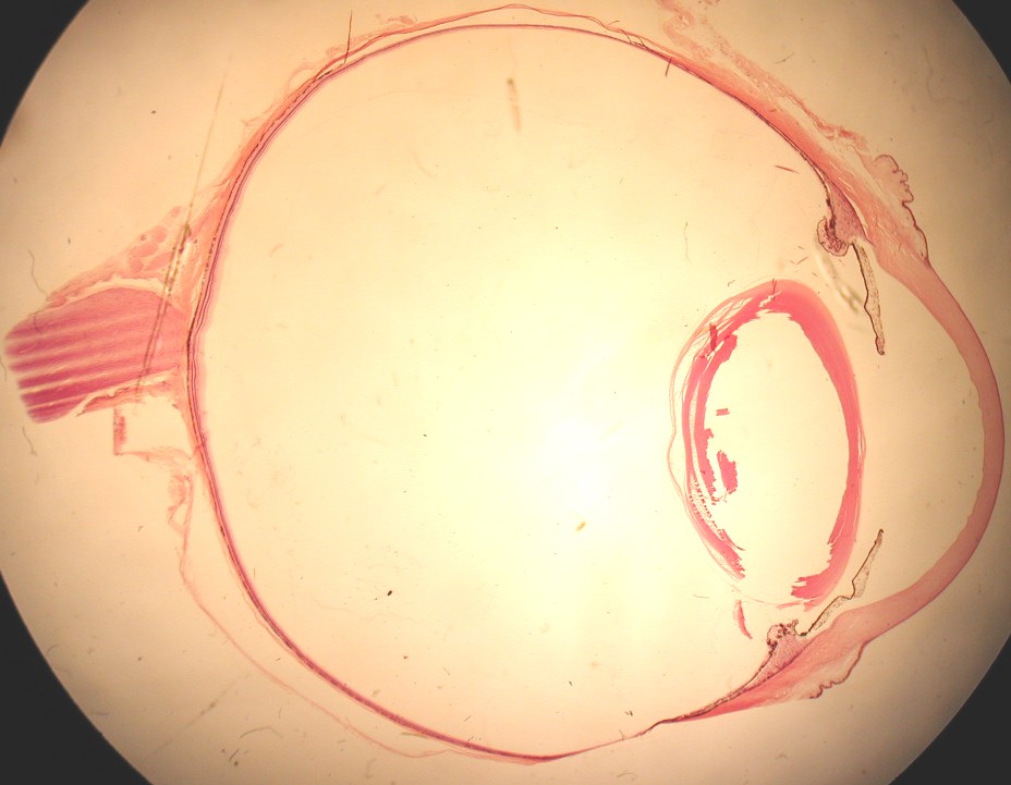 Histology of the Eye – David Fankhauser