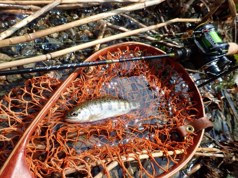 CANARIA C48UL(カナリア48・ベイト) - Fin‐ch