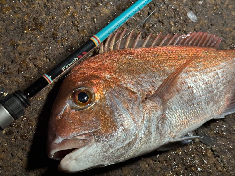 CANARIA AZORES77(カナリア アゾレス77) - Fin‐ch