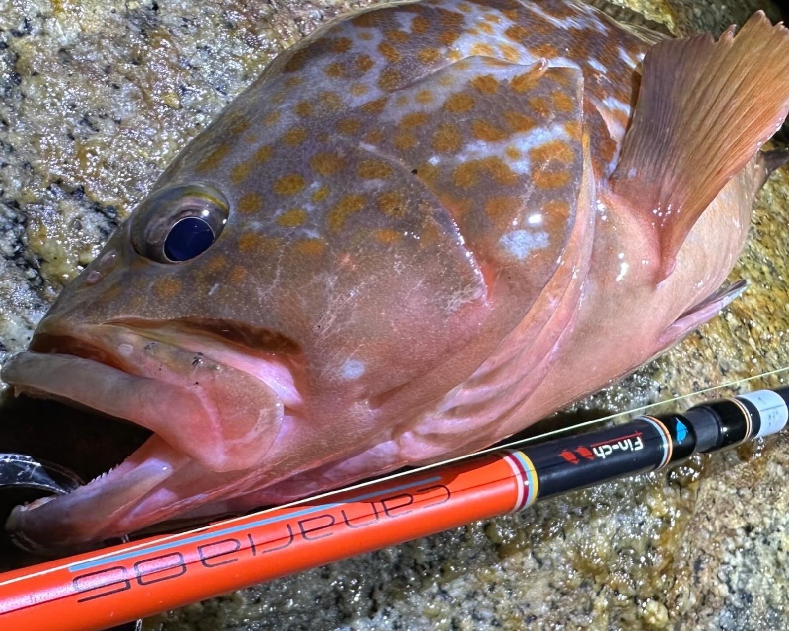 CANARIA COCO85(カナリア ココ85) - Fin‐ch