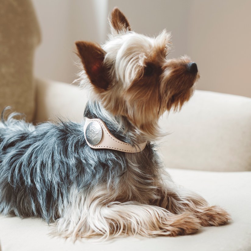 お出掛けに便利なアイテム特集_ヨークシャーテリア - ドッググッズ・猫